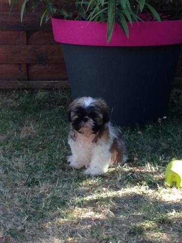 Shih tzu